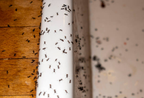 Best Mosquito Control Services  in Minonk, IL