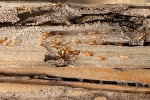 Reliable Minonk, IL Pest Control Solutions