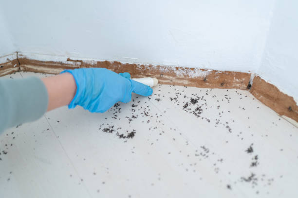 Best Mosquito Control Services  in Minonk, IL